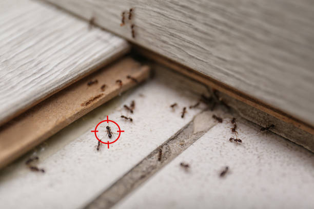 Professional Pest Control in Franklin, CA