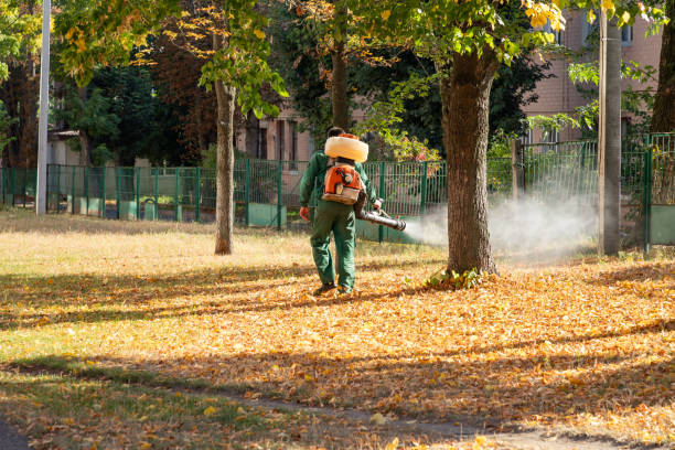 Flea Control Services in Franklin, CA