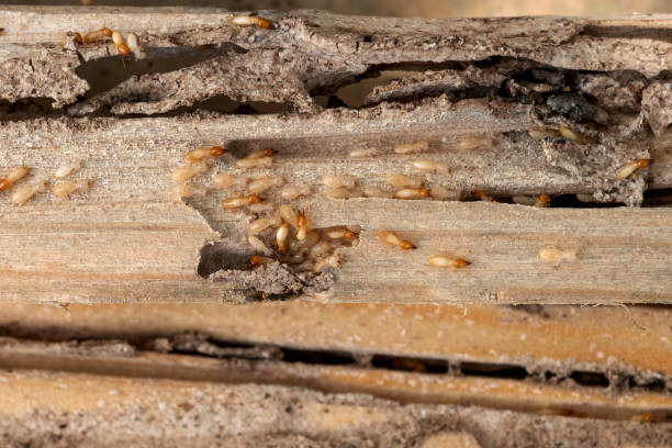 Best Ant Control Services  in Franklin, CA